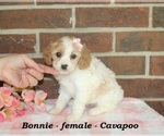 Small #2 Cavapoo (Miniature)
