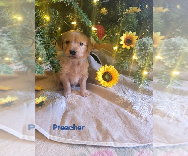 Medium Photo #1 Golden Retriever Puppy For Sale in CORTEZ, CO, USA