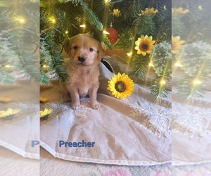 Golden Retriever Puppy for sale in CORTEZ, CO, USA