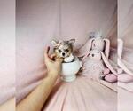 Small #31 Yorkshire Terrier