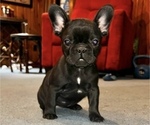 Puppy 4 French Bulldog