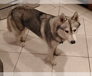 Father of the Siberian Husky puppies born on 08/31/2019