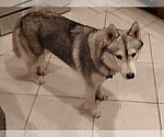 Small Photo #1 Siberian Husky Puppy For Sale in LA VERNE, CA, USA