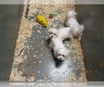 Small Photo #9 Maltese Puppy For Sale in CARROLLTON, GA, USA
