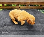 Small #3 Golden Retriever