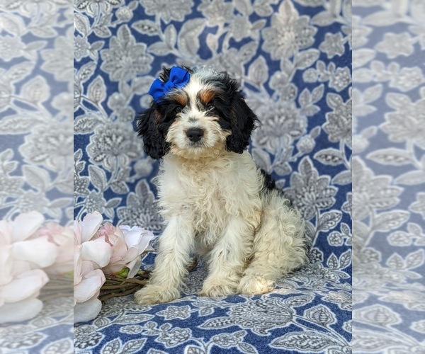 Medium Photo #1 Cavapoo Puppy For Sale in KINZERS, PA, USA