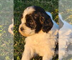 Puppy Puppy 4 Cavapoo (Miniature)