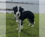 Small Border Collie Mix