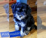 Small Photo #5 Cavapoo Puppy For Sale in LEBANON, OR, USA