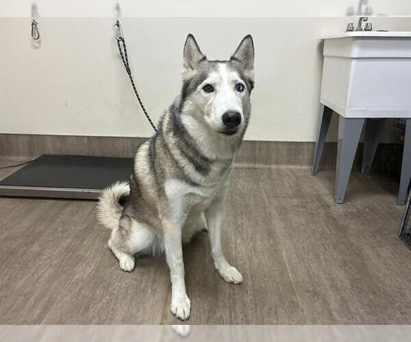 Medium Photo #1 Siberian Husky Puppy For Sale in Pasadena, CA, USA