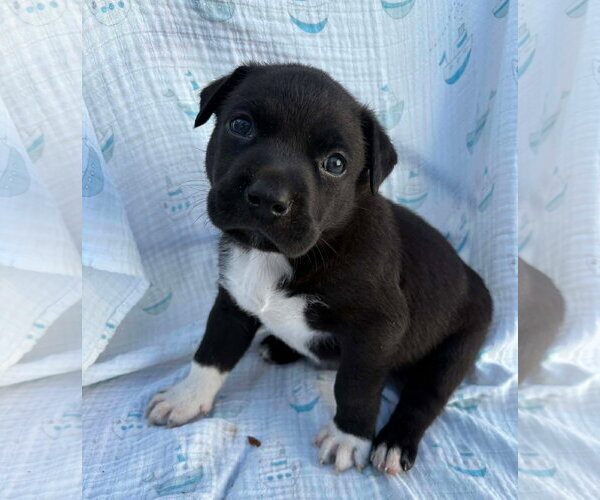 Medium Photo #6 American Staffordshire Terrier-Labrador Retriever Mix Puppy For Sale in Holly Springs, NC, USA