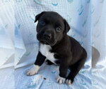 Small #5 American Staffordshire Terrier-Labrador Retriever Mix