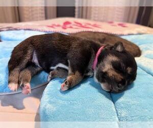 Dachshund-Unknown Mix Dogs for adoption in San Antonio, TX, USA
