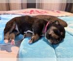 Small Dachshund Mix