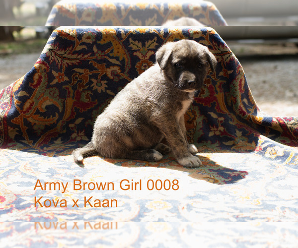 Medium Photo #14 Anatolian Shepherd Puppy For Sale in SELMA, OR, USA