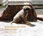 Puppy 13 Anatolian Shepherd
