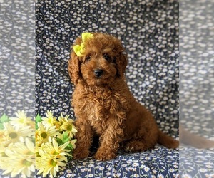 Cavapoo Puppy for sale in NEW PROVIDENCE, PA, USA