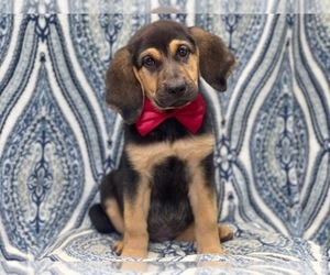 Bloodhound-German Shepherd Dog Mix Puppy for sale in LAKELAND, FL, USA
