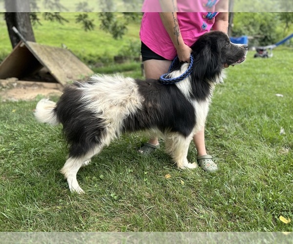 Medium Photo #1 Newfoundland Puppy For Sale in OLIVE HILL, KY, USA