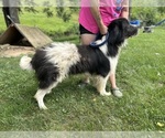 Small Photo #1 Newfoundland Puppy For Sale in OLIVE HILL, KY, USA