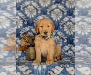 Golden Retriever Puppy for sale in KIRKWOOD, PA, USA