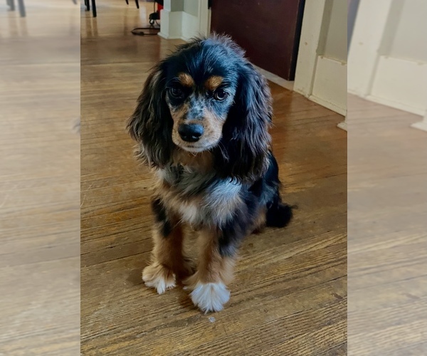 Medium Photo #1 Cavalier King Charles Spaniel-F2 Aussiedoodle Mix Puppy For Sale in EL PASO, IL, USA