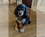 Small Photo #1 Cavalier King Charles Spaniel-F2 Aussiedoodle Mix Puppy For Sale in EL PASO, IL, USA