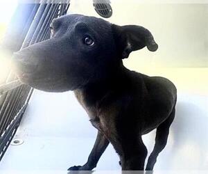 Labrador Retriever-Unknown Mix Dogs for adoption in Houston, TX, USA
