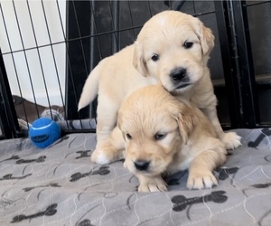 Golden Retriever Puppy for sale in VALLEJO, CA, USA