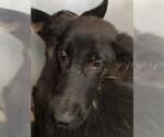 Small Australian Kelpie