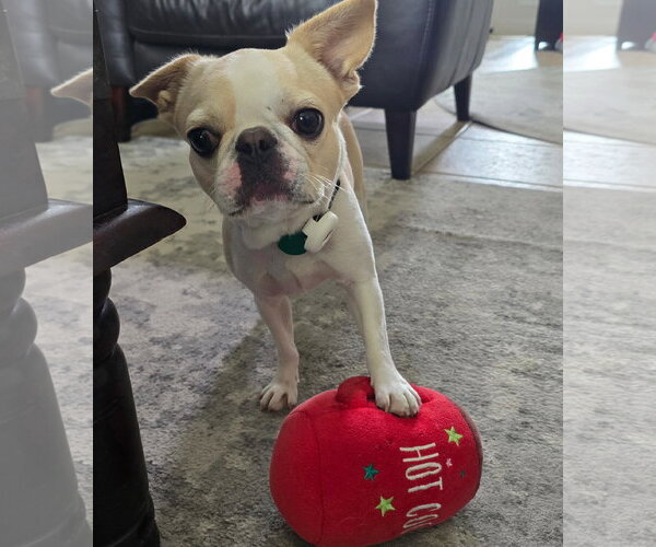 Medium Photo #3 French Bulldog Puppy For Sale in Lake Elsinore, CA, USA