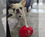 Small #2 French Bulldog