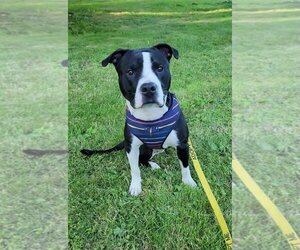 American Pit Bull Terrier-Unknown Mix Dogs for adoption in Attica, NY, USA