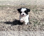 Small Photo #3 Shih Tzu Puppy For Sale in LENOIR, NC, USA