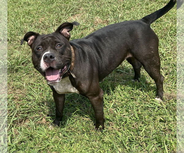 Medium Photo #4 American Pit Bull Terrier-Unknown Mix Puppy For Sale in Virginia Beach, VA, USA