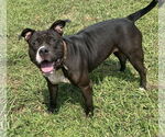 Small #3 American Pit Bull Terrier Mix