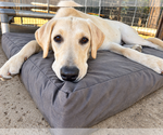 Nico - Male Labrador Retriever Dog for Adoption - Small photo