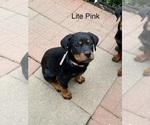 Small Photo #4 Rottweiler Puppy For Sale in DANVILLE, IL, USA
