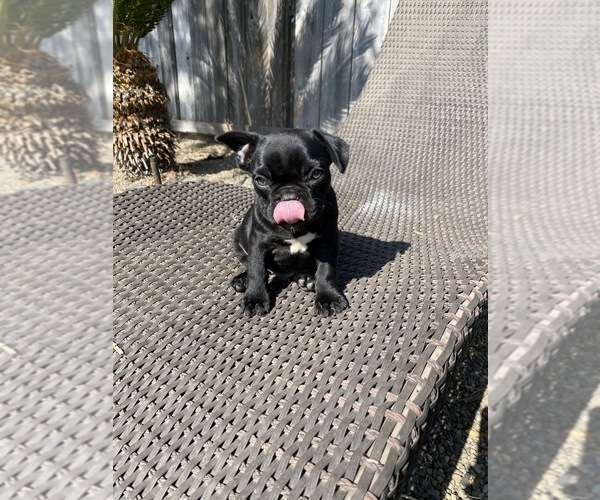 Medium Photo #3 French Bulldog Puppy For Sale in ATWATER, CA, USA