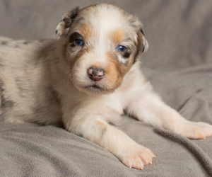 Australian Shepherd Puppy for sale in ROCKY MOUNT, VA, USA