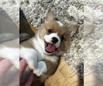 Small #2 Pembroke Welsh Corgi