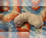 Small Photo #10 Bichon Frise Puppy For Sale in ORLANDO, FL, USA