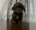 Small #45 Havanese