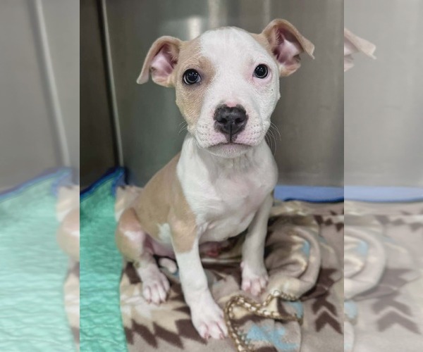 Medium Photo #1 Mutt Puppy For Sale in Woodbury, NY, USA