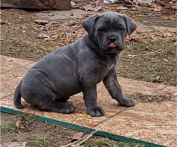 Medium Photo #2 Cane Corso Puppy For Sale in NUNICA, MI, USA