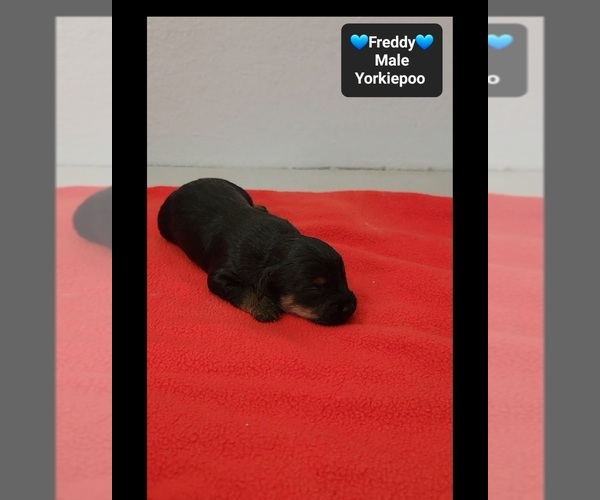 Medium Photo #2 Yorkipoo Puppy For Sale in TUCSON, AZ, USA