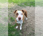 Small #1 Mutt