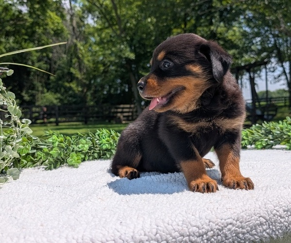 Medium Photo #5 Rottweiler Puppy For Sale in GOSHEN, IN, USA