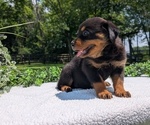 Small #4 Rottweiler