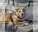Small #4 Border Collie-Parson Russell Terrier Mix